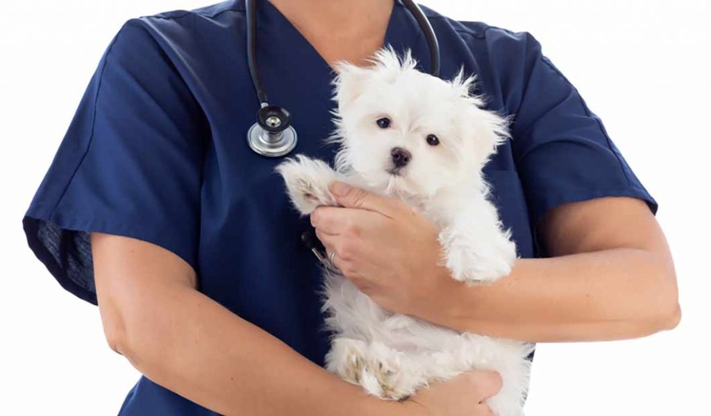 Süßer Hund auf Arm vom Tierarzt Dein Niedersachsen
